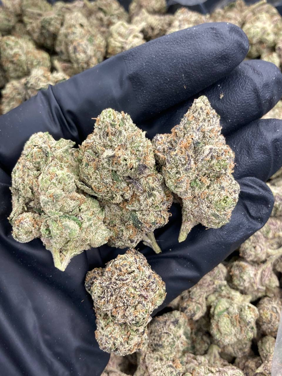 White Runtz (Cloned)