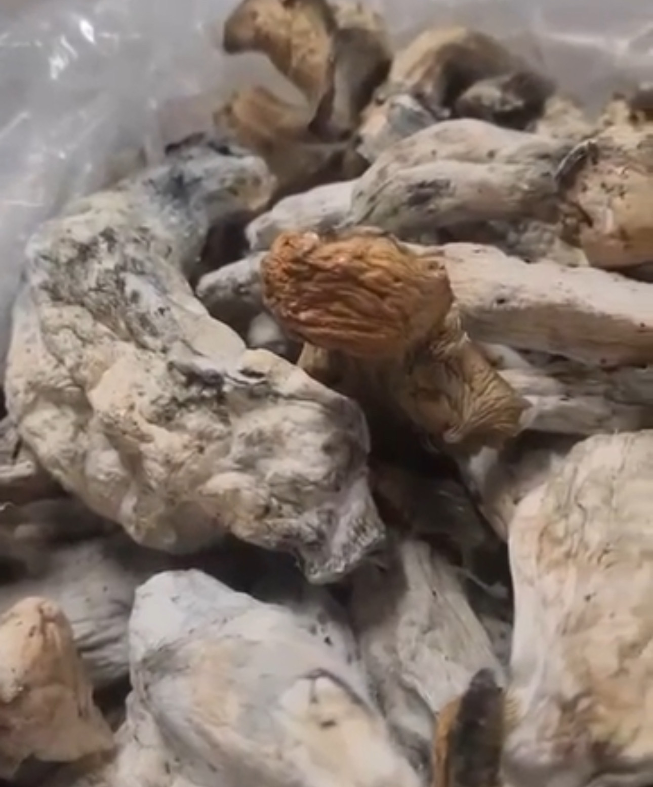 Makilla gorilla Shrooms