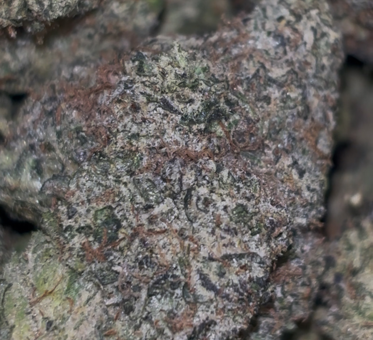 Lemon Cherry Gelato🍋🍒