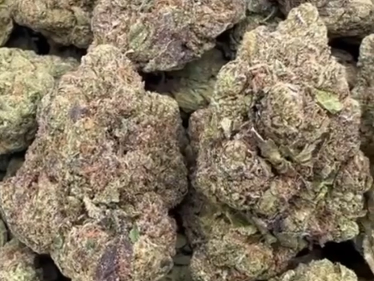 Mochi Gelato 🍧🥶