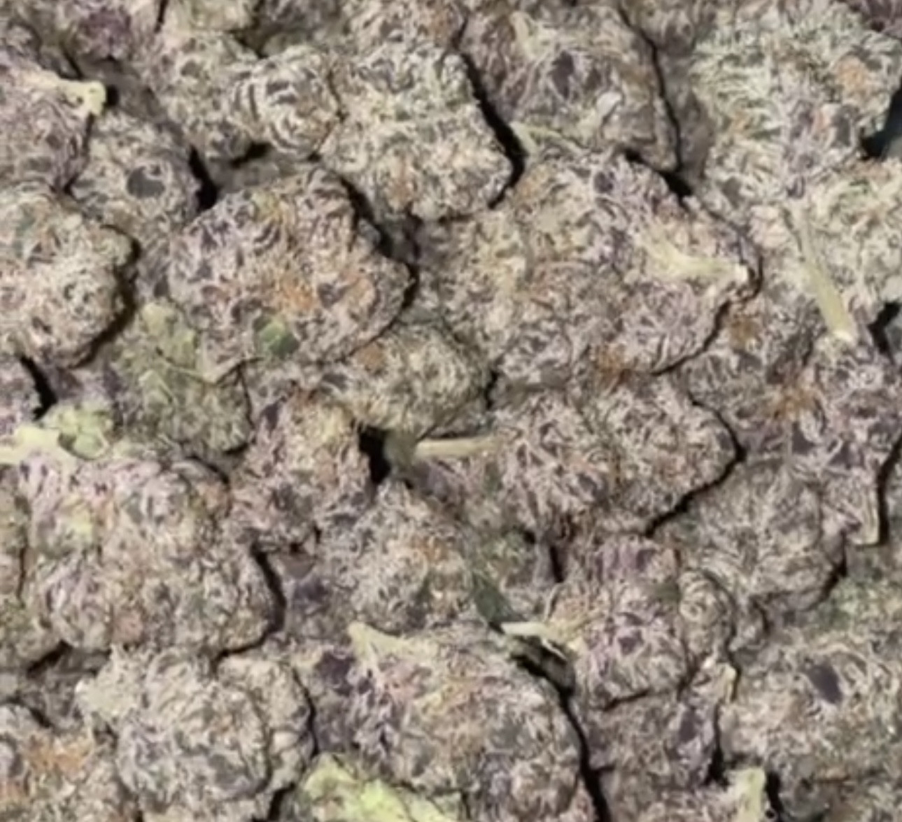 Pink Zlushie 🍬🩷