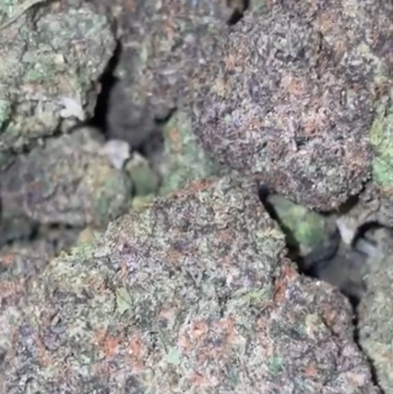 Rainbow Gelato🍭🌈 Hp