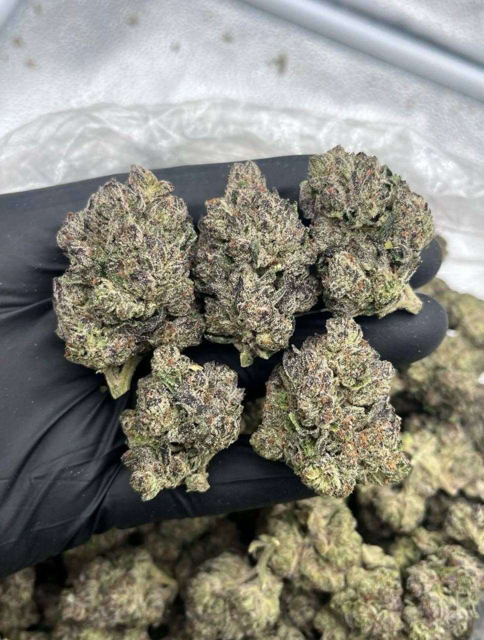 Black mamba 🖤 1oz