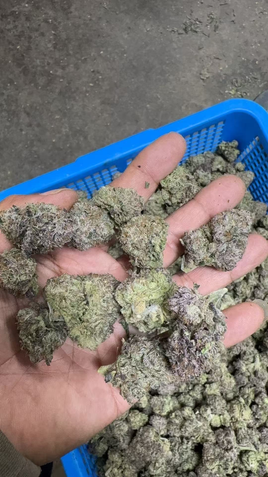 Purple Gumbo Candy 🟣