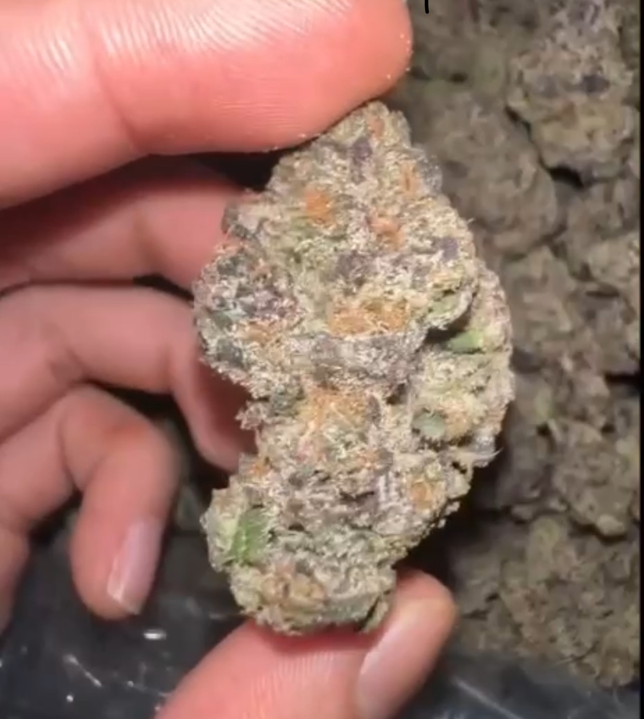 Strawberry Shortcake 🍓🍰