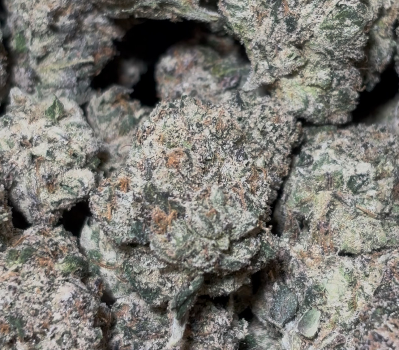 Sweat Tea 🪆☕️