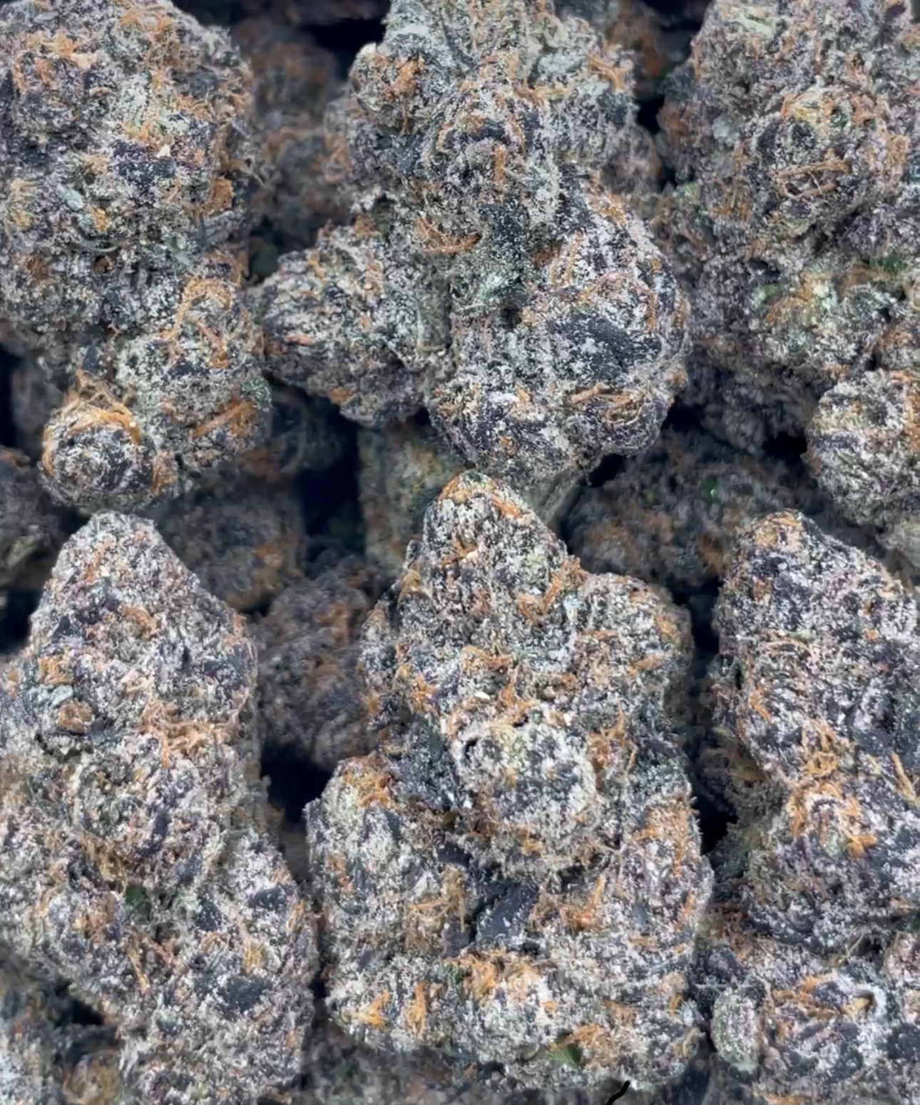 QP/ Hi-Tech Bubblegum Zprite🍬🍋