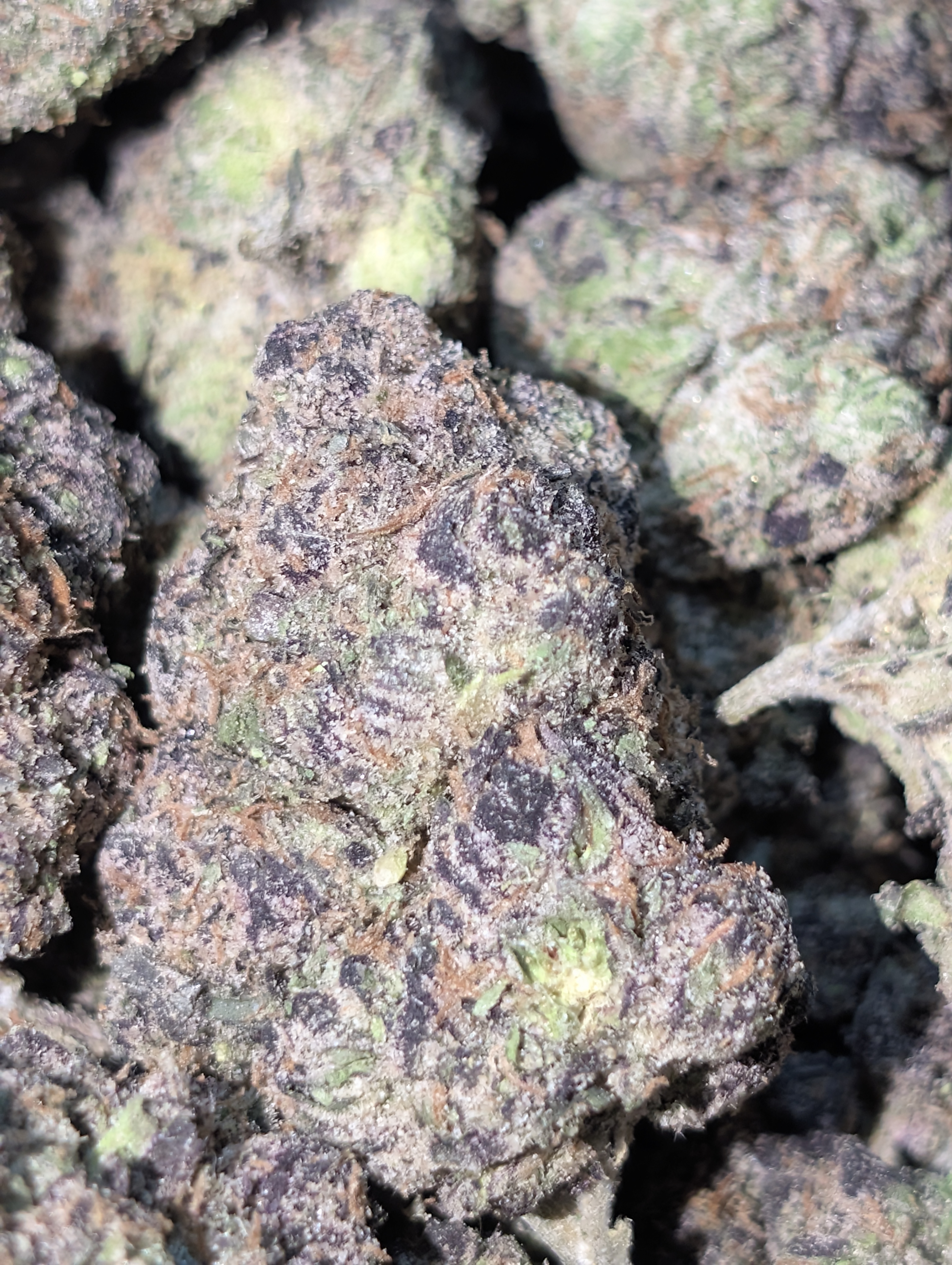 Martian 👽 candy 🍬