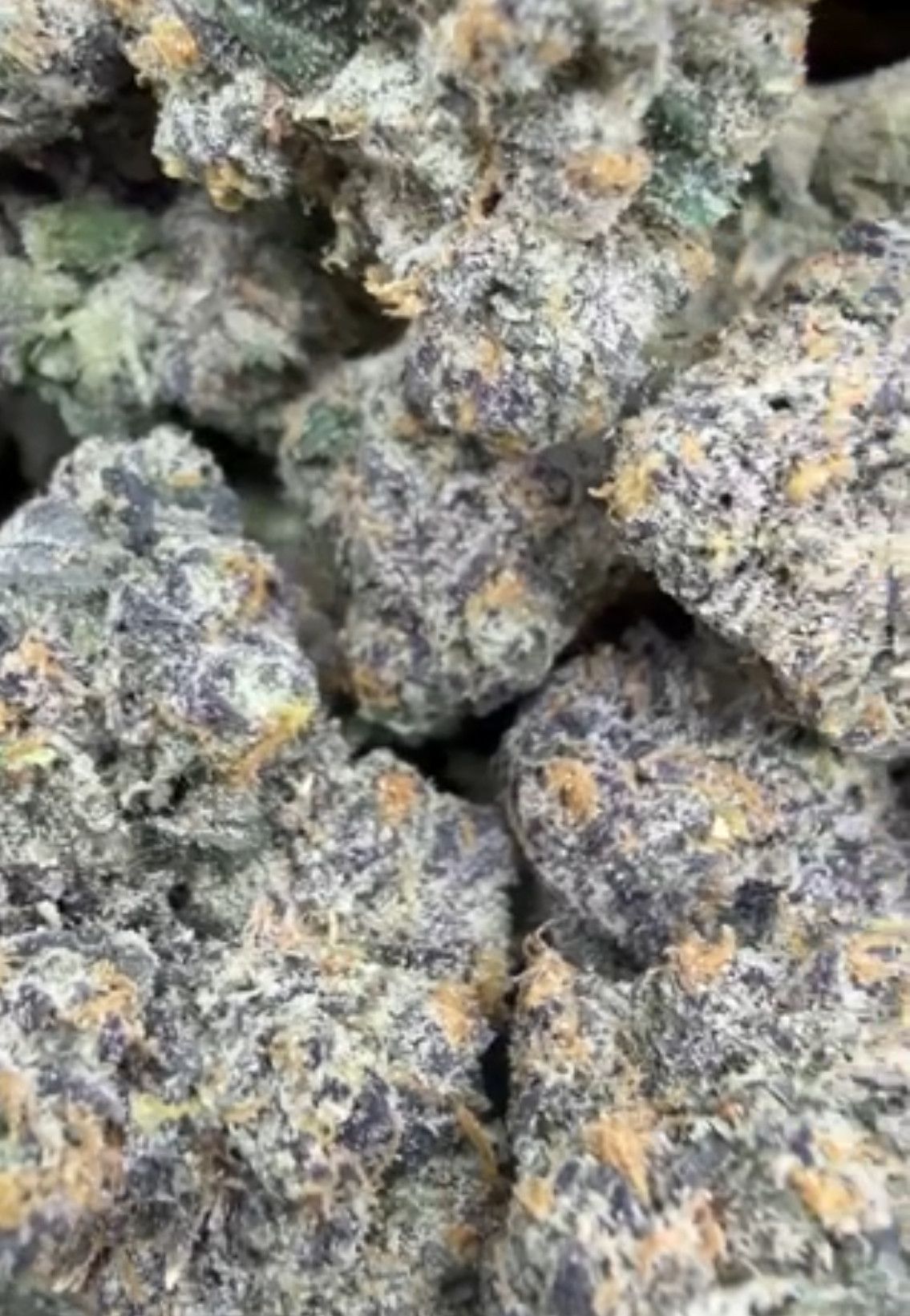 Jello 🪼🍭🪼🍭🪼🍭