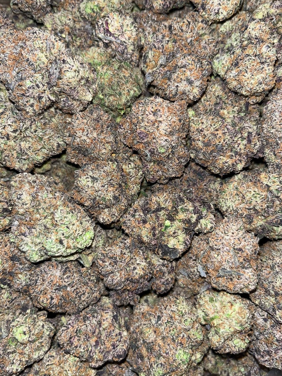 Bubble Gum 🫧🦧🫧🦧🫧🦧