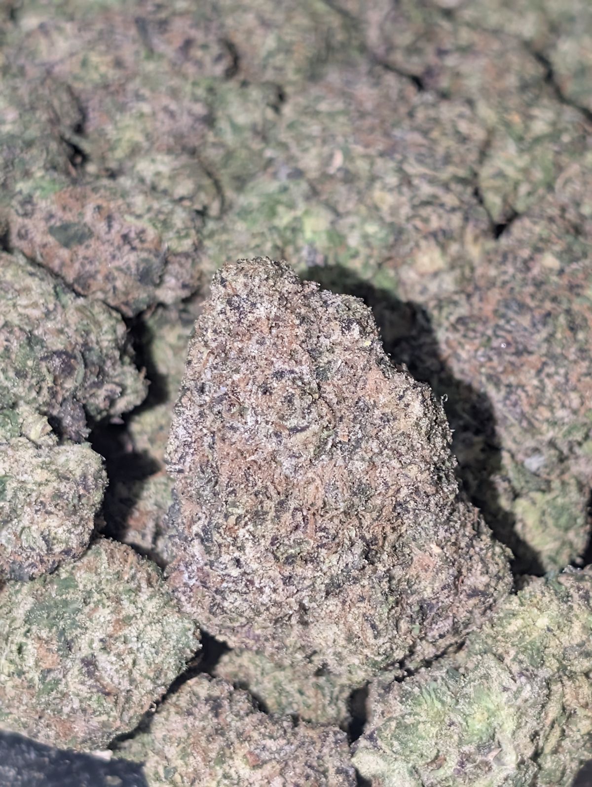 Lime 🍋‍🟩 gelato 🍨