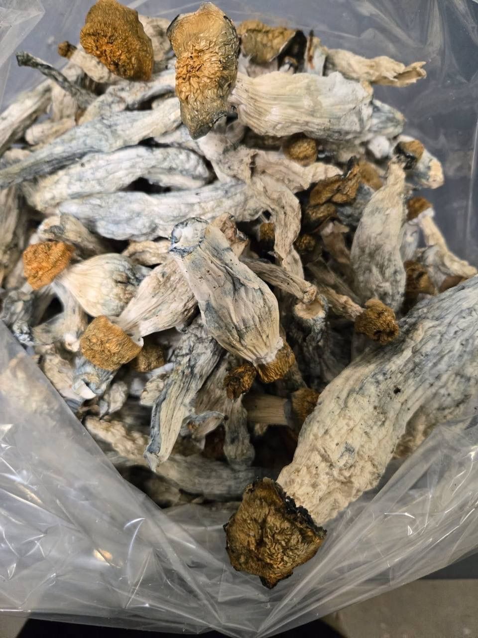 Makilla Gorilla Shrooms🍄