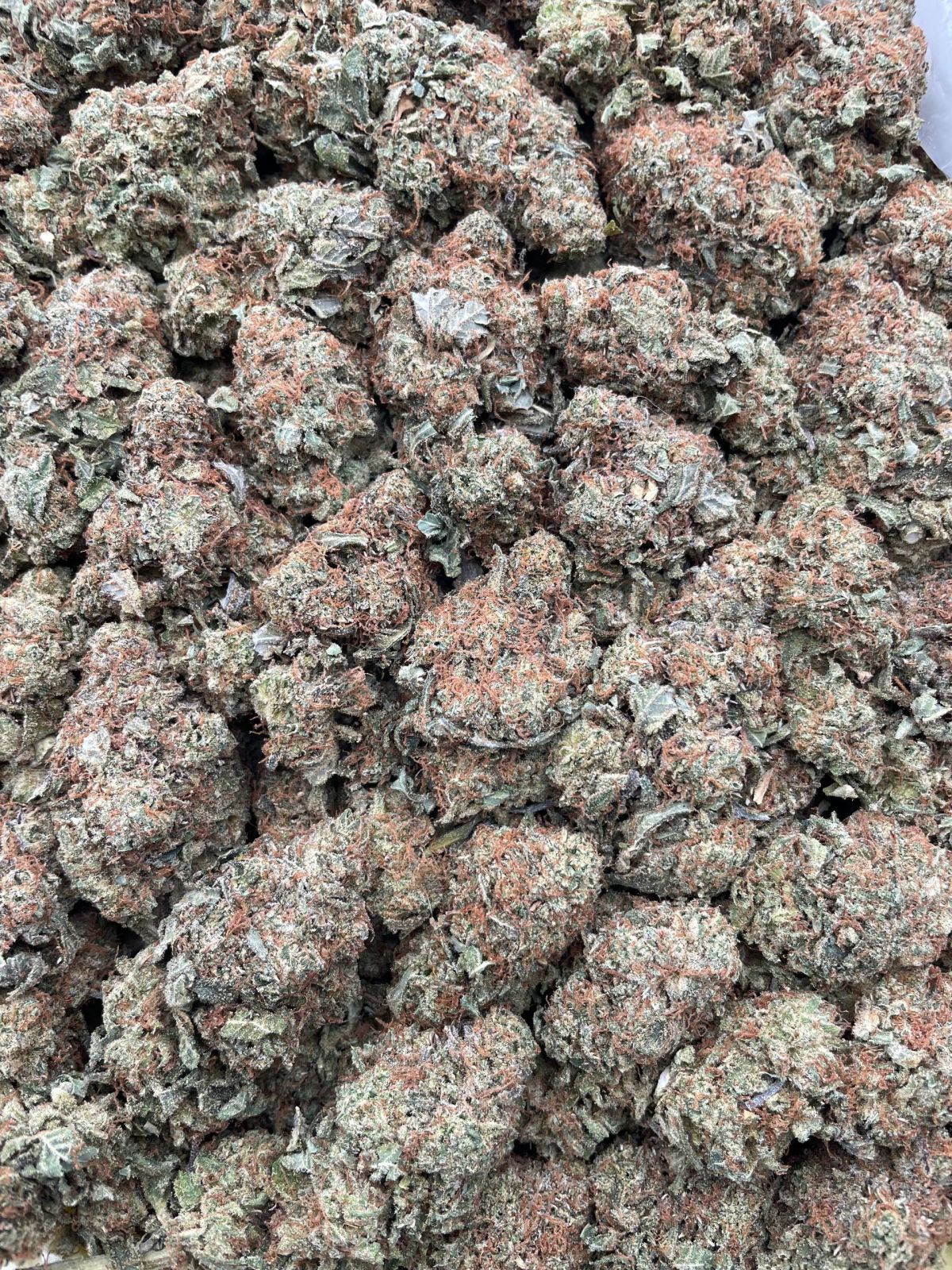Bubba Diesel ⛽️